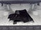 2024 Chevrolet Colorado Crew Cab Short Box 4-Wheel Drive Trail Boss